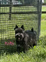 Kiki, a female Miniature Schnauzer for sale in Seneca Falls, NY – 1 of 9