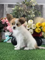 Rusty , a male Papillon for sale in Seneca Falls, NY – 4 of 7