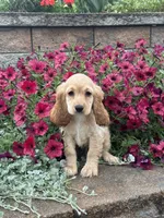 Coco, a female Cocker Spaniel for sale in Seneca Falls, NY – 2 of 4