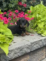 Dexter, a male Miniature Dachshund for sale in Seneca Falls, NY – 4 of 4