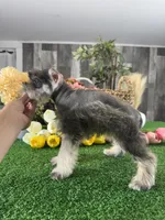Mimi, a female Miniature Schnauzer for sale in Seneca Falls, NY – 5 of 5