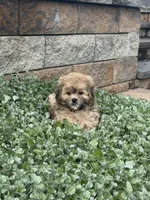 Xena, a female Shihpoo for sale in Seneca Falls, NY – 2 of 6