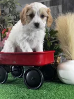 Vegas, a male Cavachon for sale in Seneca Falls, NY – Photo 4 of 6