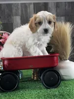 Vegas, a male Cavachon for sale in Seneca Falls, NY – Photo 5 of 6