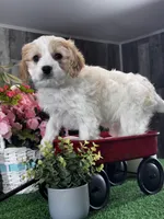 Vegas, a male Cavachon for sale in Seneca Falls, NY – Photo 2 of 6