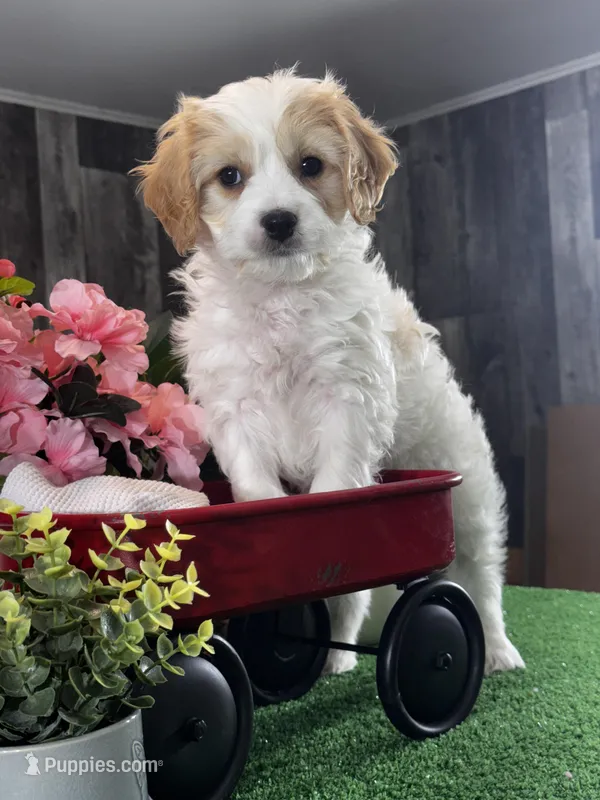 Vegas – Cavachon puppy for sale in Seneca Falls, NY