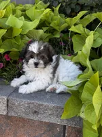 Smoky, a male Havanese and Shih Tzu for sale in Seneca Falls, NY – 5 of 5