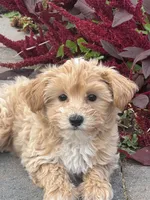 Muffin, a female Maltipoo for sale in Seneca Falls, NY – 3 of 7