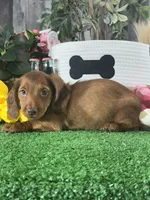Denver , a male Miniature Dachshund for sale in Seneca Falls, NY – 4 of 5