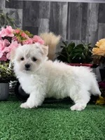 Lenny, a male Lhasa Apso and Coton de Tulear for sale in Seneca Falls, NY – Photo 2 of 6