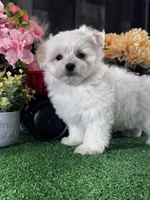 Lenny, a male Lhasa Apso and Coton de Tulear for sale in Seneca Falls, NY – Photo 3 of 6