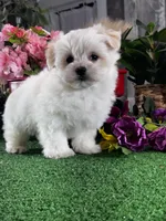 Lenny, a male Lhasa Apso and Coton de Tulear for sale in Seneca Falls, NY – Photo 6 of 6