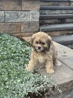 Xena, a female Shihpoo for sale in Seneca Falls, NY – 3 of 6