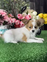 Rusty , a male Papillon for sale in Seneca Falls, NY – 5 of 7