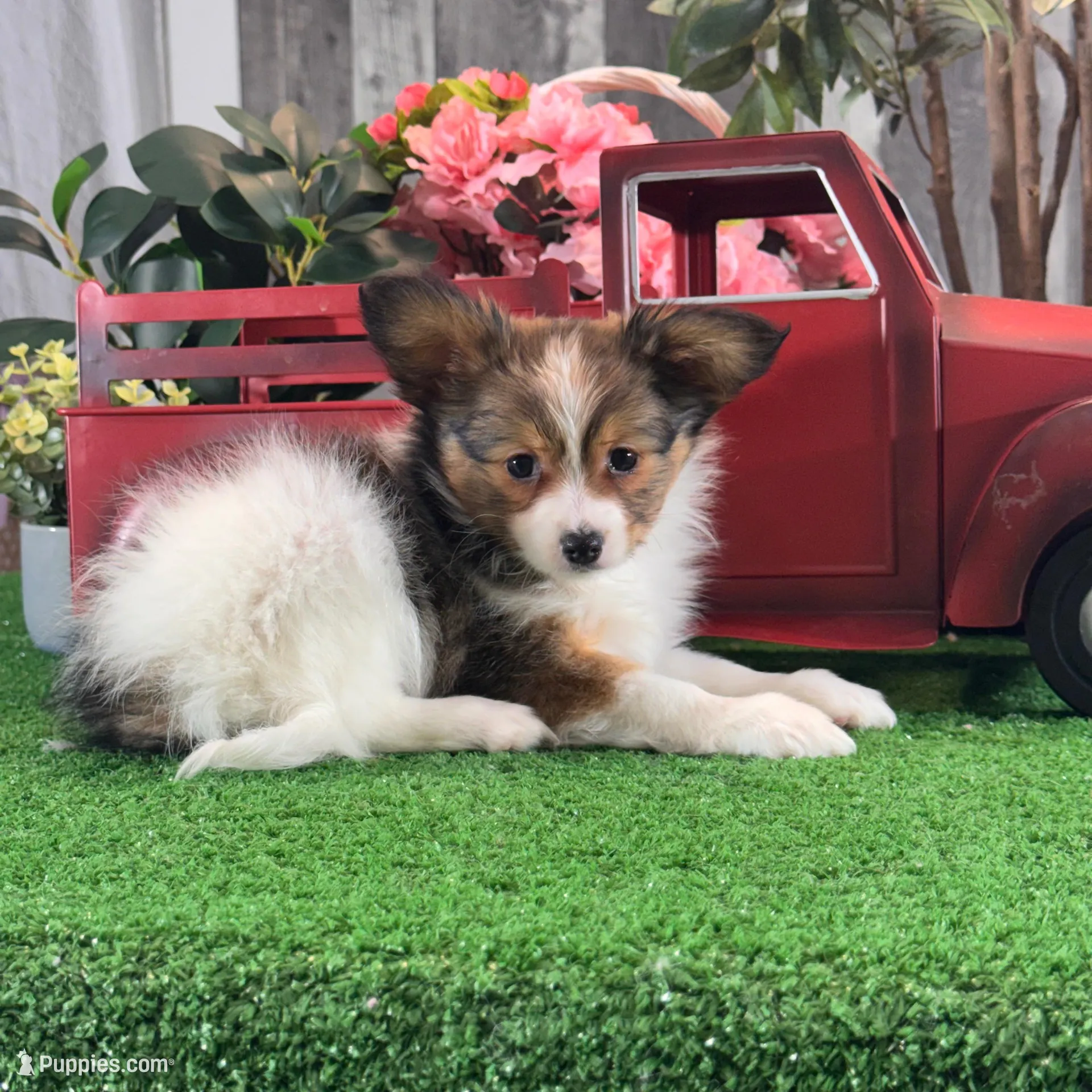 Reba , a female Papillon for sale in Seneca Falls, NY – Photo 2 of 5