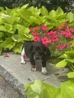 Dodge , a male Miniature Dachshund for sale in Seneca Falls, NY – 3 of 5