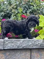 Annabelle, a female Lhasapoo for sale in Seneca Falls, NY – 5 of 5