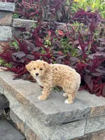Muffin, a female Maltipoo for sale in Seneca Falls, NY – 4 of 7
