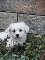 John, a male Shih Tzu and Poodle - Toy  for sale in Seneca Falls, NY – 5 of 5