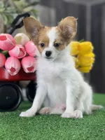 Rusty , a male Papillon for sale in Seneca Falls, NY – 1 of 7