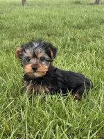 York , a male Yorkshire Terrier for sale in Seneca Falls, NY – Photo 3 of 5