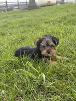 York , a male Yorkshire Terrier for sale in Seneca Falls, NY – Photo 5 of 5