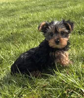 York , a male Yorkshire Terrier for sale in Seneca Falls, NY – Photo 4 of 5