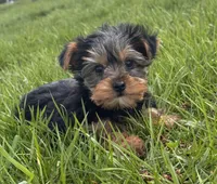York , a male Yorkshire Terrier for sale in Seneca Falls, NY – Photo 2 of 5