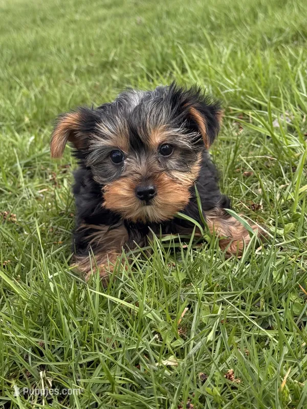 York  – Yorkshire Terrier puppy for sale in Seneca Falls, NY