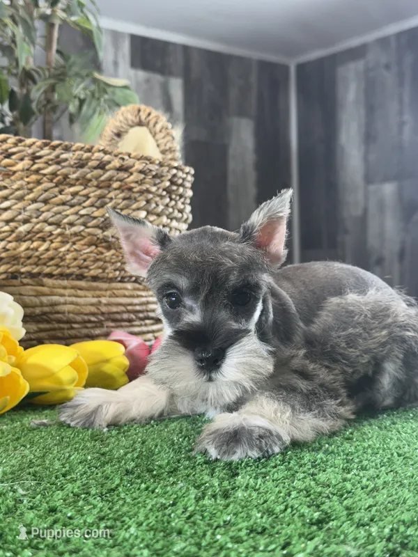 Mimi – Miniature Schnauzer puppy for sale in Seneca Falls, NY