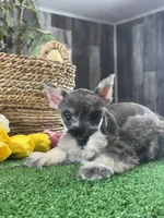 Mimi, a female Miniature Schnauzer for sale in Seneca Falls, NY – 1 of 5