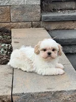 Theo, a male Shih Tzu for sale in Seneca Falls, NY – 2 of 6
