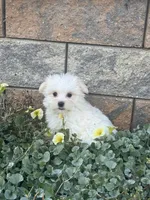 Max, a male Maltese for sale in Seneca Falls, NY – 3 of 7