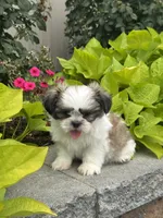 Smokey , a male Shih Tzu for sale in Seneca Falls, NY – 2 of 5