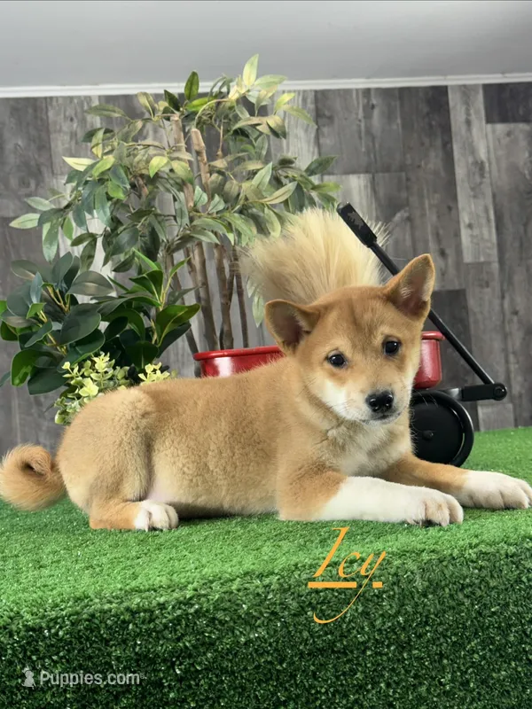 Icy – Shiba Inu puppy for sale in Seneca Falls, NY