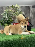 Icy, a male Shiba Inu for sale in Seneca Falls, NY – Photo 3 of 5