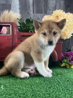Icy, a male Shiba Inu for sale in Seneca Falls, NY – Photo 4 of 5
