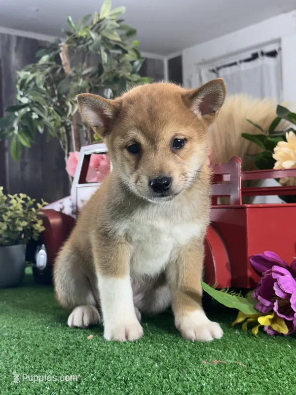 Icy – Shiba Inu puppy for sale in Seneca Falls, NY