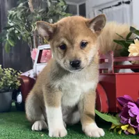 Icy, a male Shiba Inu for sale in Seneca Falls, NY – Photo 1 of 5