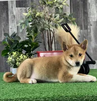 Icy, a male Shiba Inu for sale in Seneca Falls, NY – Photo 4 of 5