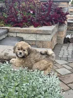 Xena, a female Shihpoo for sale in Seneca Falls, NY – 6 of 6