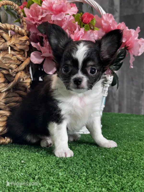 Fendi – Chihuahua puppy for sale in Seneca Falls, NY