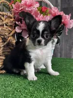 Fendi, a male Chihuahua for sale in Seneca Falls, NY – Photo 1 of 3
