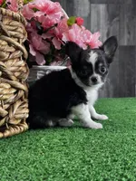 Fendi, a male Chihuahua for sale in Seneca Falls, NY – Photo 3 of 3