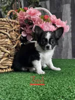 Fendi, a male Chihuahua for sale in Seneca Falls, NY – Photo 2 of 3