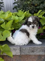 Smoky, a male Havanese and Shih Tzu for sale in Seneca Falls, NY – 4 of 5