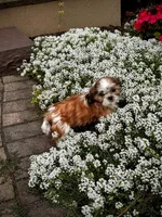 Tessa, a female Shih Tzu for sale in Seneca Falls, NY – 3 of 6