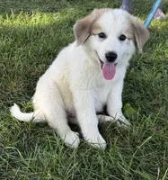 George, a male Great Pyrenees for sale in Seneca Falls, NY – 2 of 6