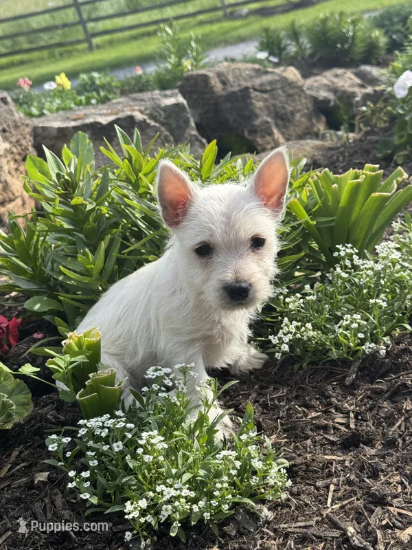 Wren – West Highland White Terrier puppy for sale in Seneca Falls, NY