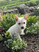 Wren, a female West Highland White Terrier for sale in Seneca Falls, NY – 1 of 5